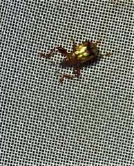 Attelabinae