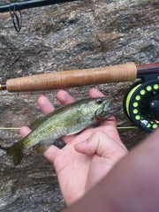 Micropterus tallapoosae