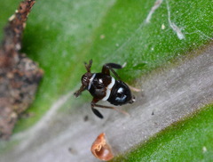 Pissonotus nitens