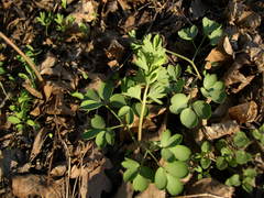 Corydalis pumila
