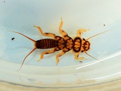 Acroneuriinae