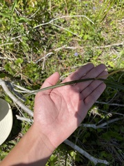 Asclepias lanceolata image