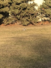 Sciurus carolinensis