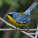 Tropical Parula - Photo (c) Oswaldo Hernández, some rights reserved (CC BY-NC), uploaded by Oswaldo Hernández
