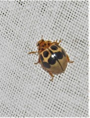Cycloneda vogli
