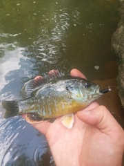 Lepomis macrochirus × cyanellus