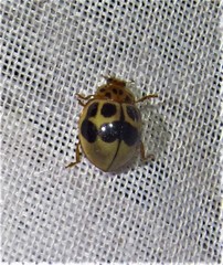 Cycloneda vogli