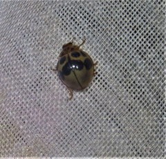 Cycloneda vogli