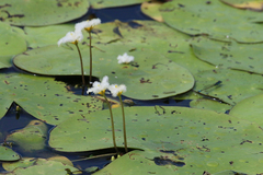 Nymphoides indica