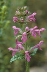 Stachys thunbergii
