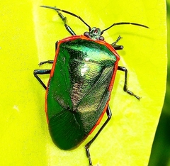 Rhyssocephala