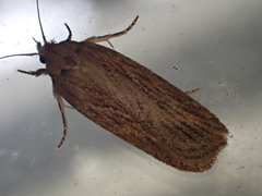 Depressaria daucella