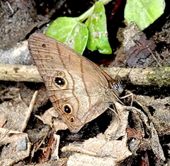 Hermeuptychia harmonia
