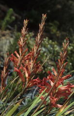 Tritoniopsis antholyza