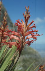 Tritoniopsis antholyza