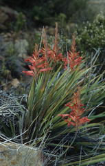 Tritoniopsis antholyza