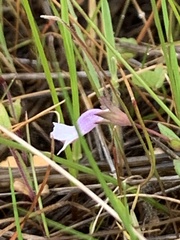 Collinsia sparsiflora collina