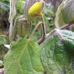 Physalis glutinosa