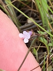 Collinsia sparsiflora collina