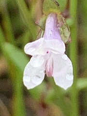 Collinsia sparsiflora collina