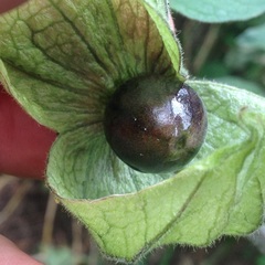 Physalis glutinosa