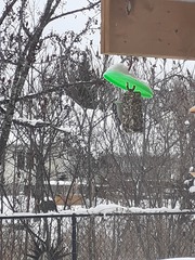 Dryobates pubescens pubescens