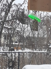 Dryobates pubescens pubescens