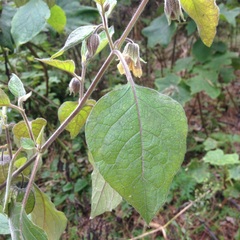 Physalis glutinosa