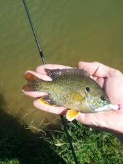 Lepomis macrochirus × cyanellus