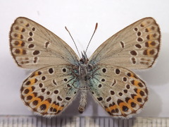 Plebejus argyrognomon