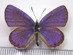 Plebejus argyrognomon