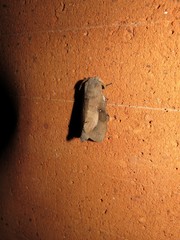 Lebeda nobilis