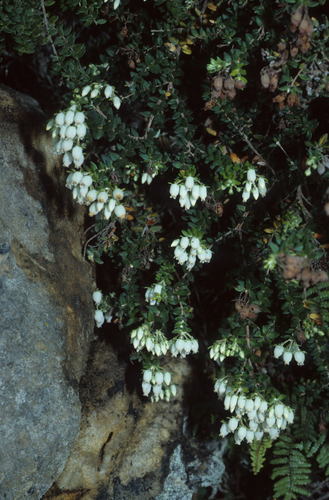 Image of Flatleaf Heath (Erica marifolia) by (c) Tom Lloyd Evans, some rights reserved (CC BY-SA)