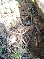 Macroprotodon brevis