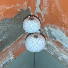 Leucocoprinus