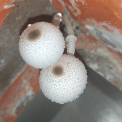 Leucocoprinus