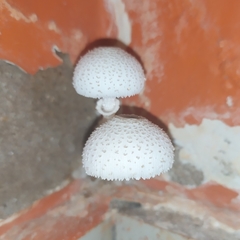Leucocoprinus