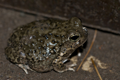 Pleurodema nebulosum