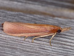 Peoria gematella