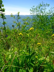 Solidago cuprea
