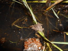 Pseudopaludicola falcipes