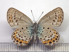 Plebejus argyrognomon