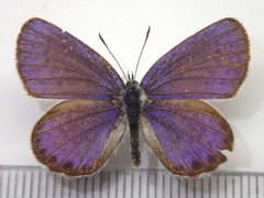 Plebejus argyrognomon