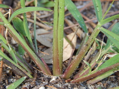Digitaria ciliaris