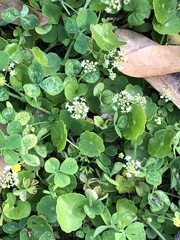Hydrocotyle umbellata image