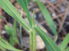Digitaria ciliaris