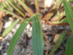 Digitaria ciliaris