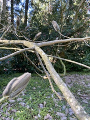 Magnoliales
