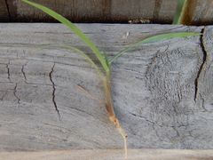 Digitaria ciliaris