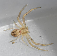 Mecaphesa carletonica